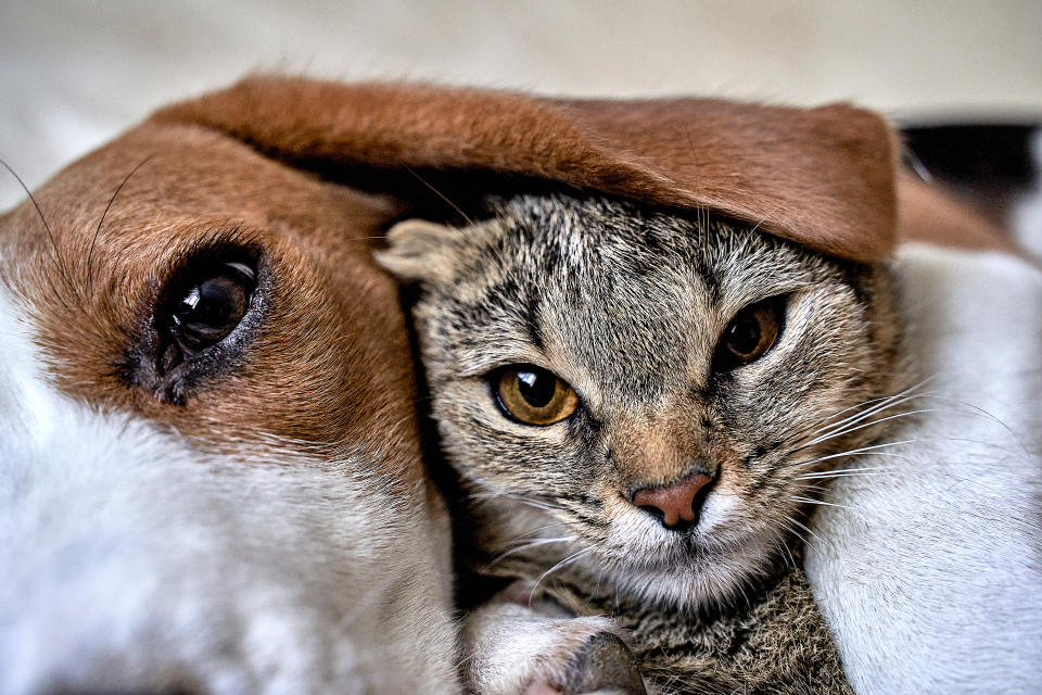 Hund und Katze sind nicht unbedingt immer die besten Freunde (Symbolbild: Getty Images)