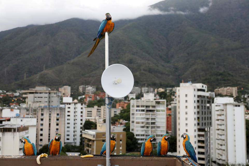 Macaws stand on the rooftop of a Caracas building with the Avila mountain in the background. (Photo: Manaure Quintero/Reuters)