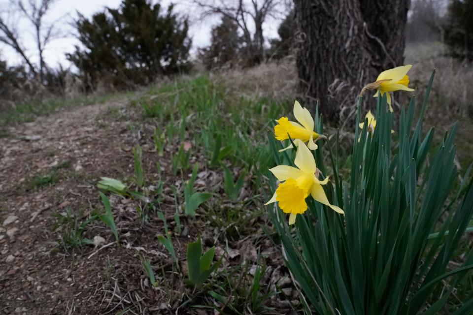 Daffodils bloom near the south loop trail of the Lehigh Portland Trail system near Iola.