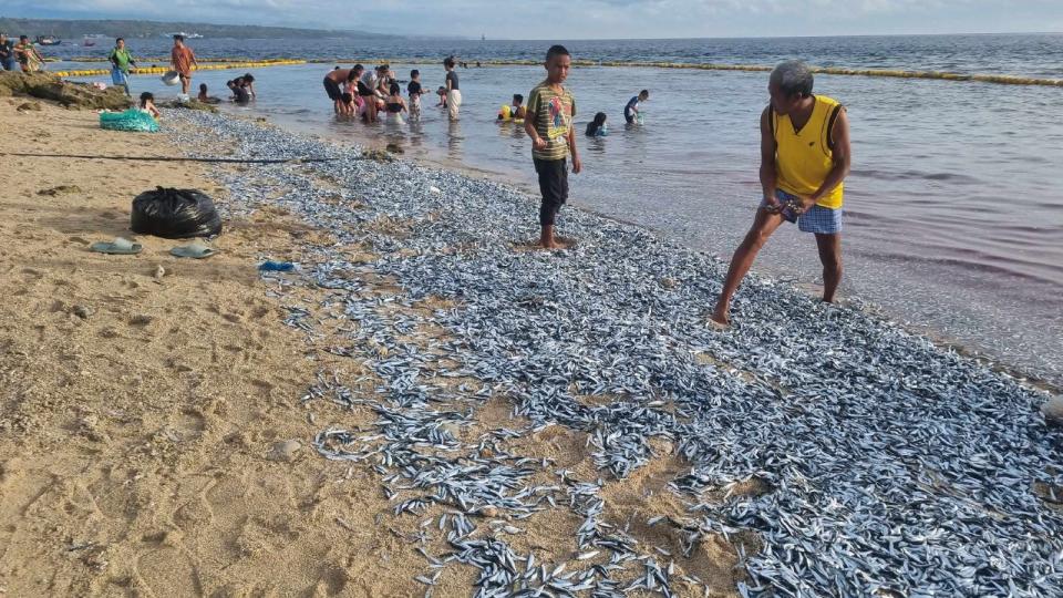 Mases of sardines littered across beaches