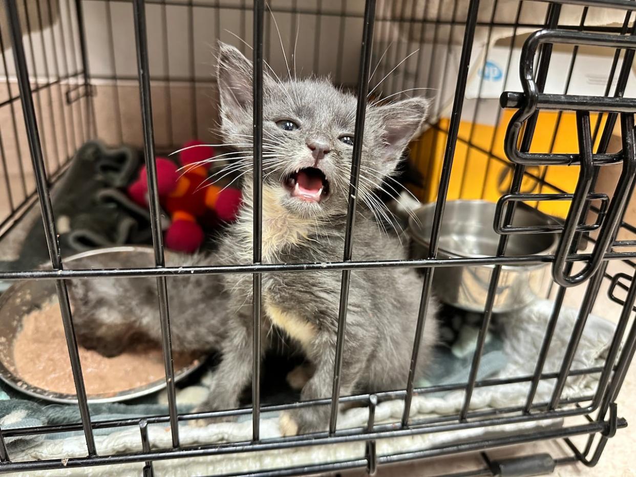 A kitten squeals for attention at the Second Chance Animal Rescue Society. Staff at the facility are fielding 10 requests per day from owners wanting to surrender their pets. (Emily Fitzpatrick/CBC - image credit)