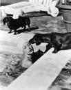 <p>Joan Crawford says hello to her dachshunds after swimming laps in her Beverly Hills pool in 1938. </p>