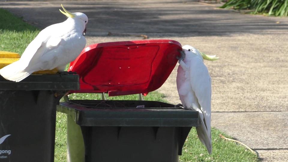 A sulphur-crested cockatoo opens the lid of a household waste bin in Sydney, Australia. One of the key ways humans acquire new skills is by observing proficient individuals in action: think of a child learning by watching older siblings, or budding athletes emulating the techniques of established stars. Turns out the same is true of cockatoos, according to a study published on July 22, 2021, in Science.