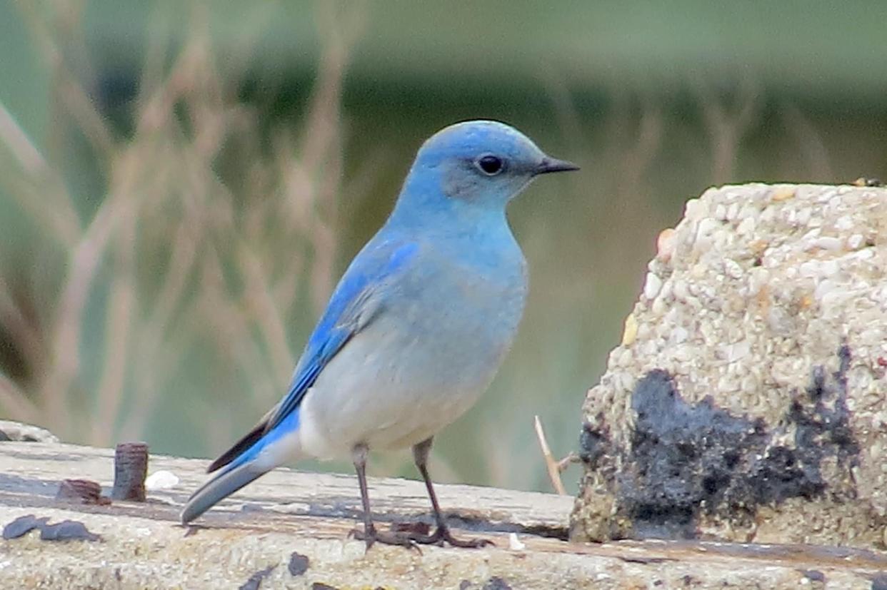 A mountain bluebird, dubbed "Rocky," has been hanging around Wrightsville Beach since at least mid-February, drawing throngs of bird-watchers to the N.C. coast.