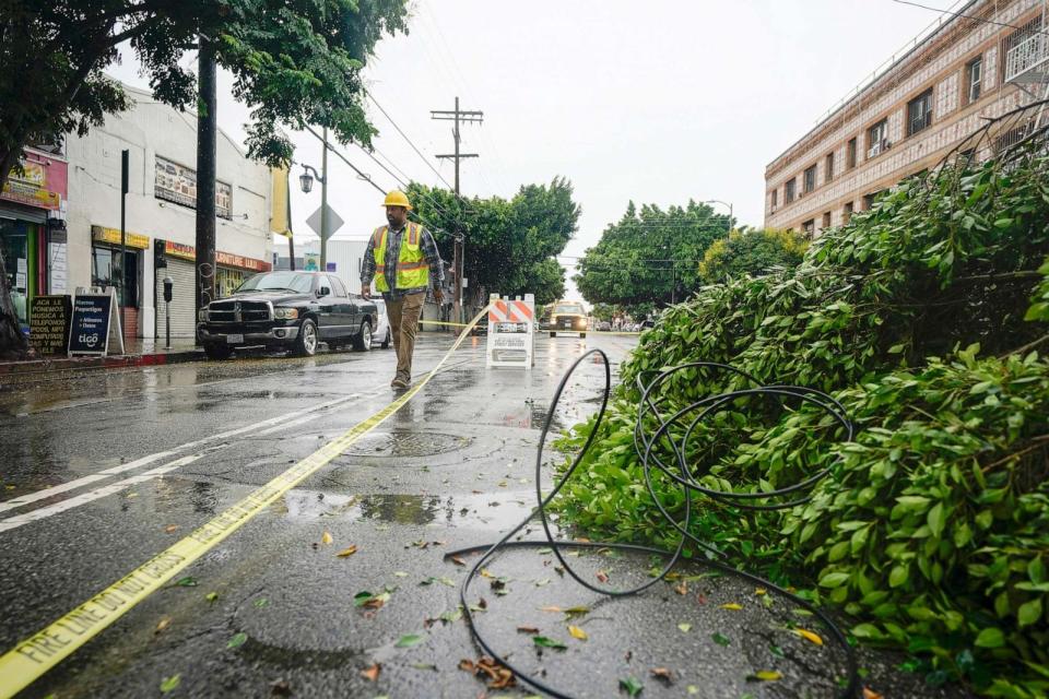 PHOTO: A worker walks past a fallen tree blocking Pico Boulevard, Aug. 20, 2023, in Los Angeles. (Ryan Sun/AP)