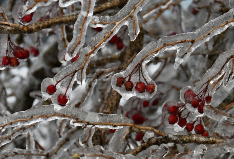 Berries are seen on tree branches covered with ice after freezing rain in Vladivostok