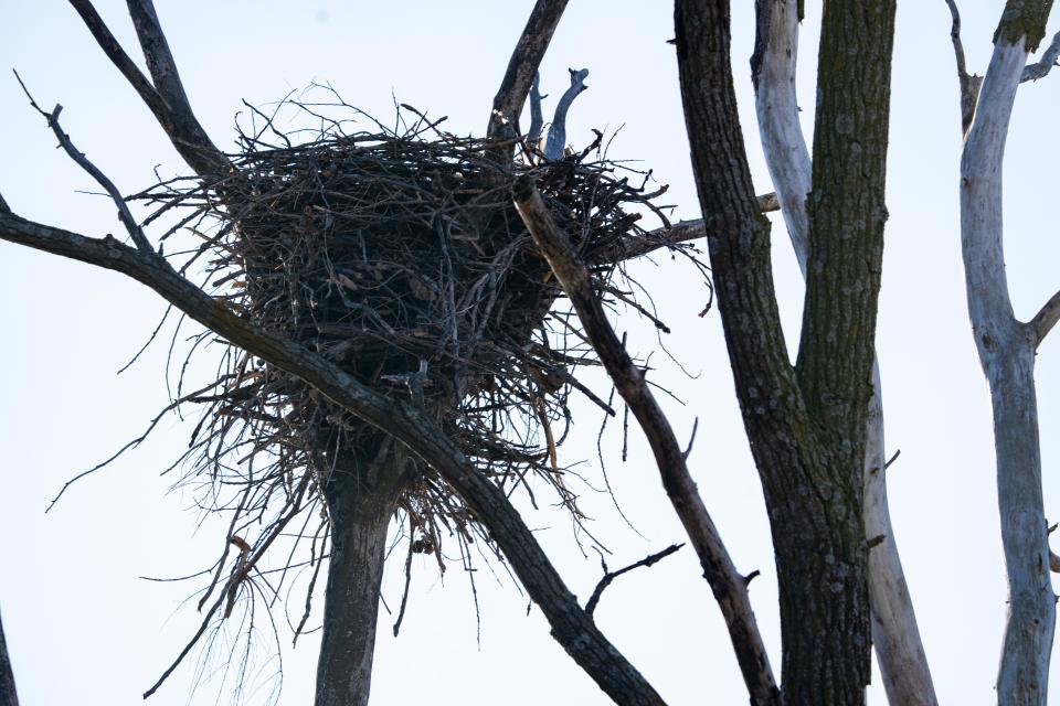 A bald eagle nest rests in a tree top as the Iowa DNR conducts their annual eagle survey Wednesday, Jan. 3, 2024, near Polk City.