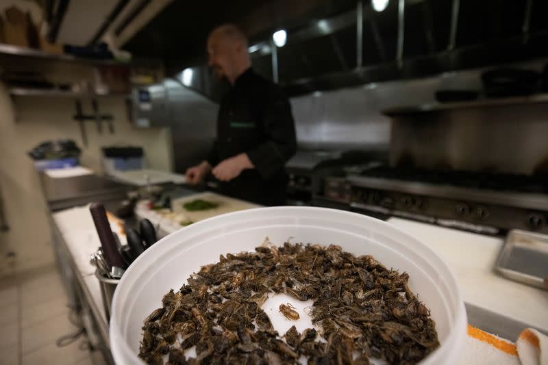 Chef Tobias Padovano prepares cicadas tacos at Cocina on Market restaurant, as Brood X or Brood 10 cicadas have begun emerging from the earth after 17 years, in Leesburg, Virginia U.S.