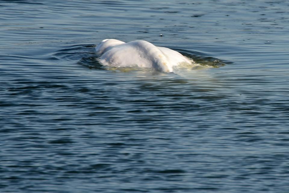 <p>La ballena, ya muy debilitada, ha experimentado problemas respiratorios mientras era trasladada a la costa. (Photo by JEAN-FRANCOIS MONIER/AFP via Getty Images)</p> 