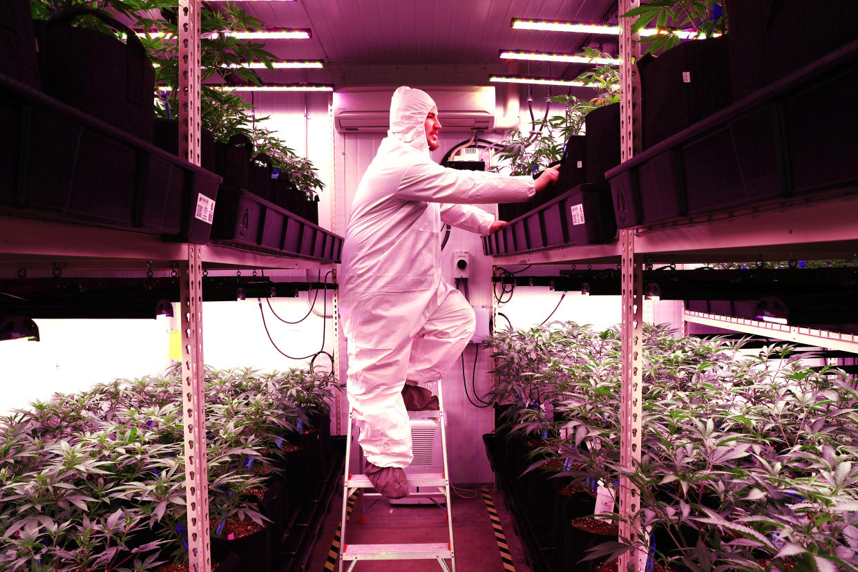 UXBRIDGE, MA - JANUARY 2: Joe Gibson, co-owner and head grower of Gibby's Garden, checks on marijuana plants in the "veg room" of his cannabis business in Uxbridge, MA on Jan. 2, 2020. Co-owned by Joe and his parents, Fred and Kim Gibson, family-owned Gibby's Garden is the first cannabis microbusiness licensed to open in Massachusetts. Microbusinesses like Gibbys say they can provide consumers with small-batch cannabis flower and products that are superior to pot from bigger operators  akin to the difference between craft beer and Budweiser. They cant open their own stores, though, so Gibbys plans to sell its first marijuana flower wholesale Monday to Carolines Cannabis and run without corporate backing. (Photo by Pat Greenhouse/The Boston Globe via Getty Images)