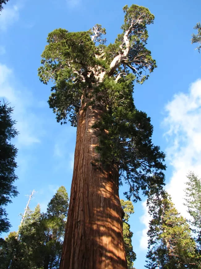 According to Kings Canyon National Park, "President Eisenhower declared the General Grant Tree to be a National Shrine in 1956, 'in memory of the men and women of the Armed Forces who have served and fought and died to keep this Nation free.'"