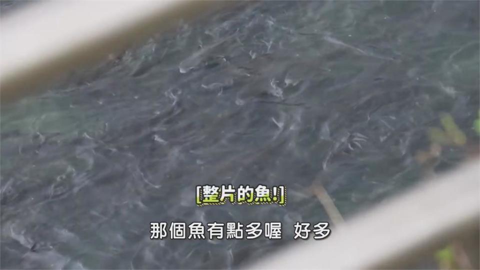 城市釣客天堂？新北排水溝魚群爆滿狂咬鉤　網友驚喊：密集恐懼症