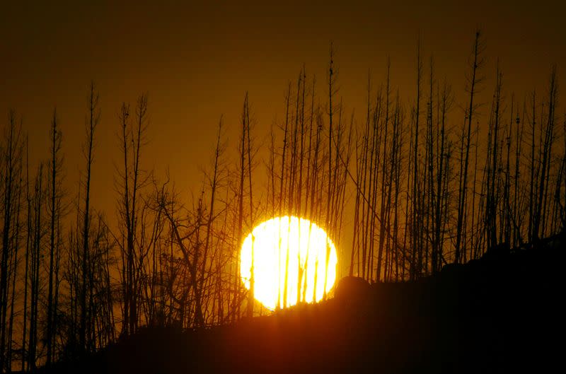 FILE PHOTO: THE SUN RISES BEHIND A BURNED ROW OF TREES IN CANBERRA.