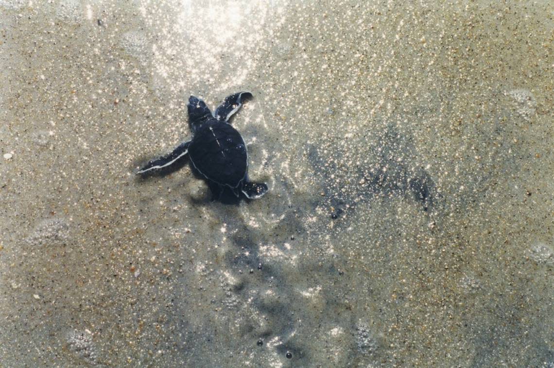 A green sea turtle hatchling reaches the ocean at Cape Lookout National Seashore. Turtle nesting season runs from mid-May through August in North Carolina.