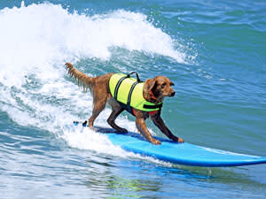 dog on a surf board