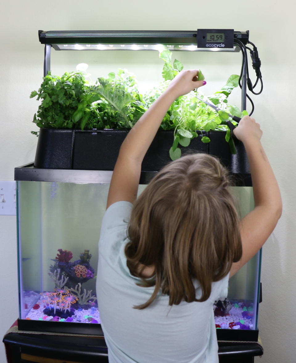 A child tends to an Ecolife tank in a school classroom. (Photo: Ecolife)