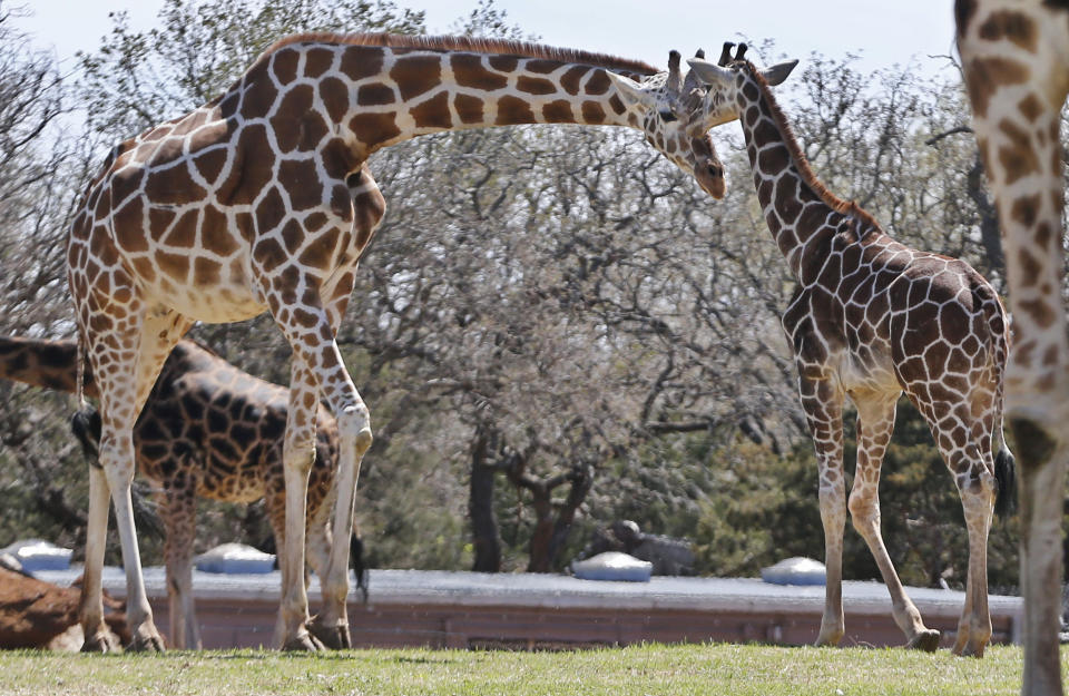 Six-month-old Kyah, a giraffe at the Oklahoma City Zoo, stands next to her mother, Ellie, at the zoo in Oklahoma City, Friday, April 4, 2014. Kyah will undergo surgery at Oklahoma State University to repair a vessel in her heart that has wrapped around her esophagus, making it difficult for her to eat solid foods, at a time when her mother is trying to wean her. (AP Photo/Sue Ogrocki)