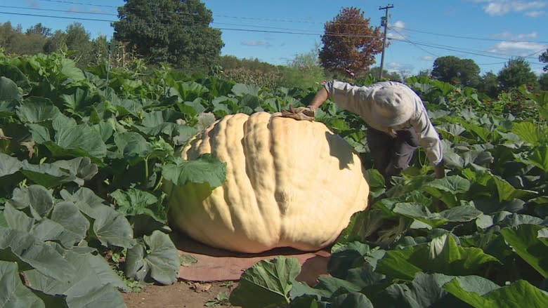 Fredericton couple rack up 3 pumpkin honours