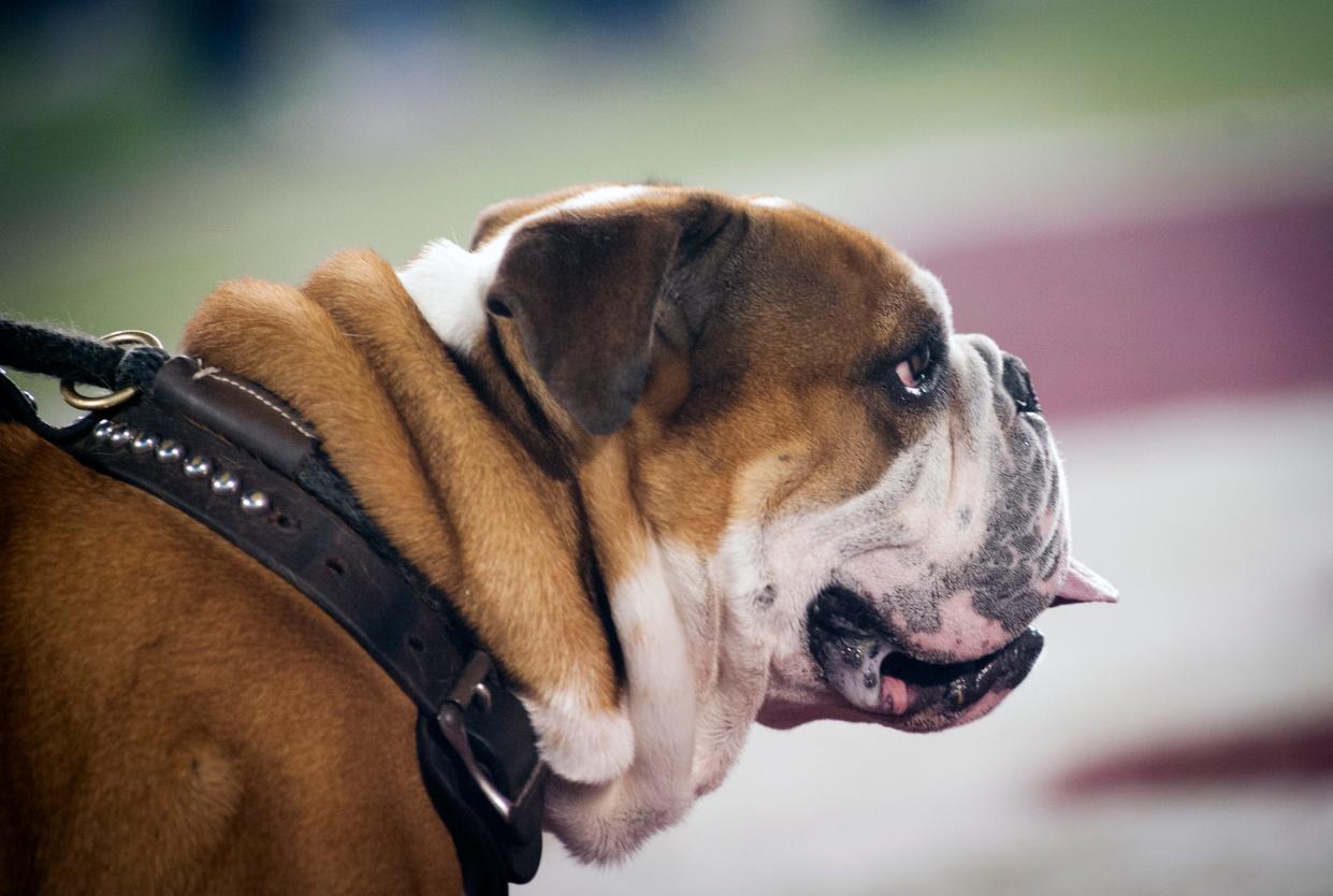 Bully watches the battle for the Golden Egg during the 116th Egg Bowl at Davis Wade Stadium in Starkville Thursday Nov. 28, 2019.