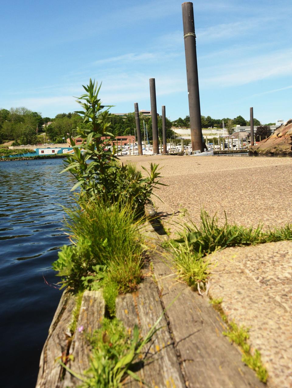 Vegetation growing out of rotted wood on a floating dock Monday at Howard T. Brown Memorial Park in downtown Norwich. Repairs are planned in the 2022-2023 budget with 20% city and 80% state funding.