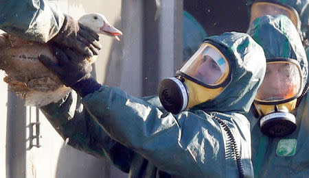 FILE PHOTO: Workers gather ducks to be culled in Latrille, France, January 6, 2017. REUTERS/Regis Duvignau/File Photo