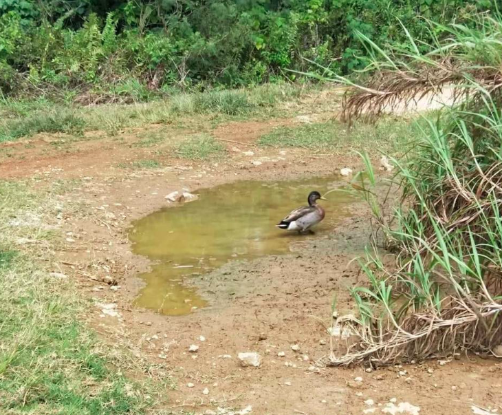 Trevor spent much of his time by this puddle. Source: Facebook