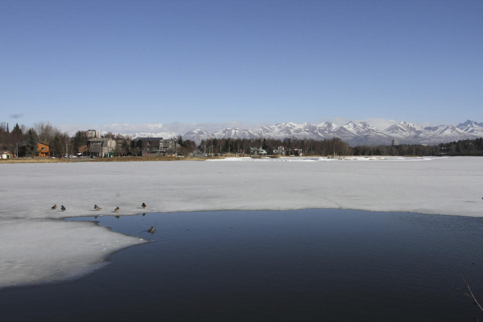 This April 3, 2019, photo shows ducks near open water at Westchester Lagoon in Anchorage, Alaska, with the snow-covered Chugach Mountains in the distance. Much of Anchorage's snow disappeared as Alaska experienced unseasonably warm weather in March. (AP Photo/Mark Thiessen)