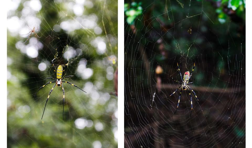 (Joro spiders on the web, Carly Mirabile, University of Georgia, Bugwood Center)