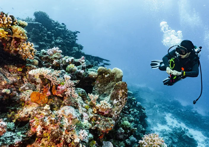 A scuba diver in mask, flippers and an oxygen tank maneuvers past a colorful bank of coral.