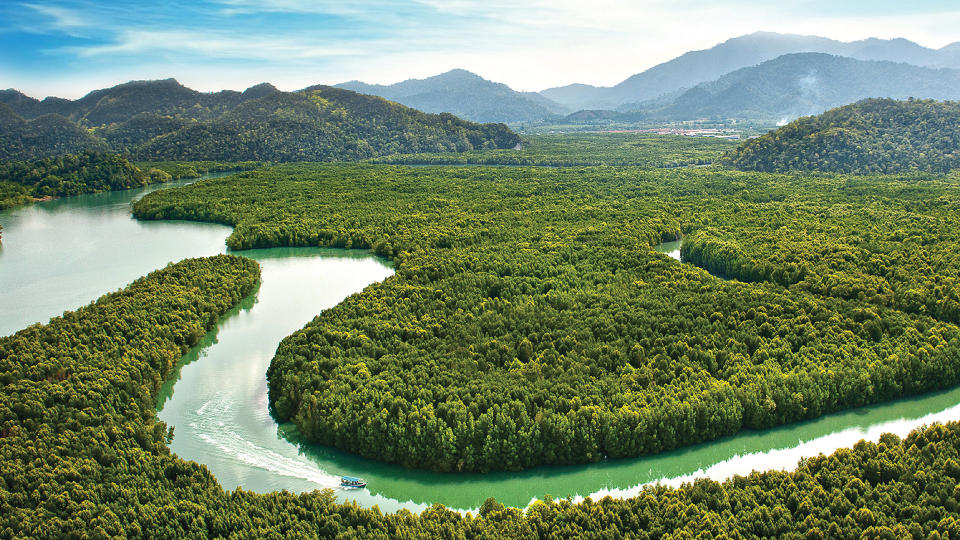 Langkawi mangroves