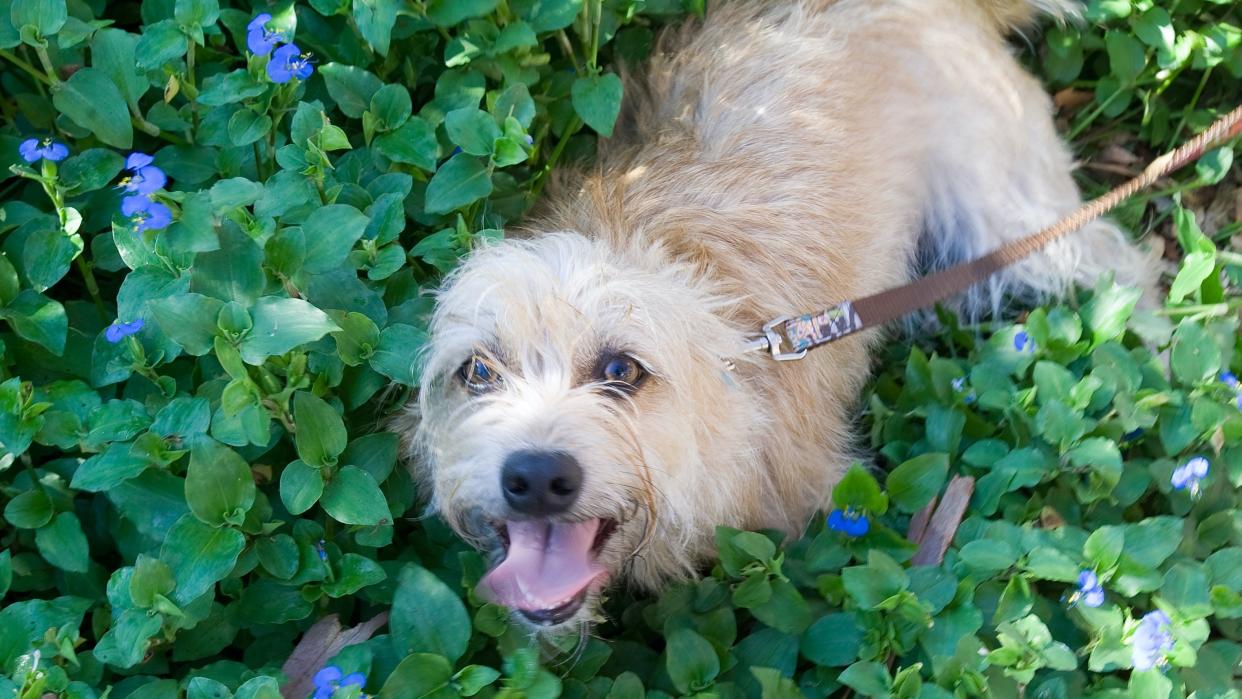 A group called Mission Impawsible is reuniting people with their pets during the COVID-19 pandemic.  (Mindy Schauer/Digital First Media/Orange County Register via Getty Images)