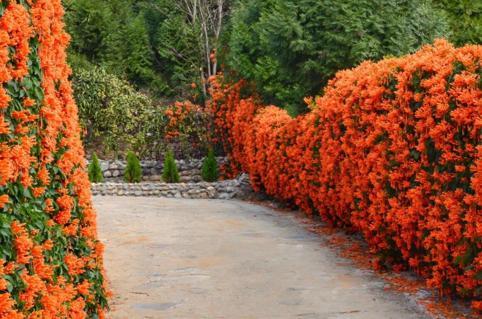 霧峰炮仗花（圖片來源：臺中市政府觀光旅遊局）