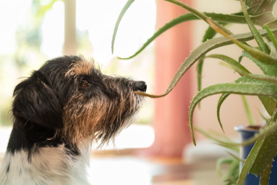 8 Common Plants That Can Be Deadly for Pets