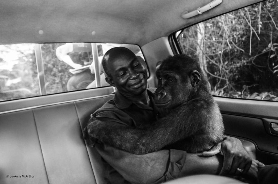 <p>Pikin, ein Flachlandgorilla, wurde gefangen genommen und sollte als Buschfleisch verkauft werden, wurde jedoch von Ape Action Africa gerettet. Jo-Anne machte das Foto, als der Gorilla zusammen mit einer Gruppe weiterer Gorillas in einem sicheren Naturschutzgebiet in Kamerun aus seinem alten Gehege in ein neues, größeres Gehege verlegt wurde. Die Gorilladame wurde zuerst betäubt, aber während des Transfers in das neue Gehege wachte sie auf. Zum Glück war sie nicht nur sehr benebelt, sondern auch in den Armen ihres Pflegers, Appolinaire Ndohoudou, und so blieb sie die gesamte ruckelige Fahrt über ruhig. (Wildlife Photographer of the Year) </p>