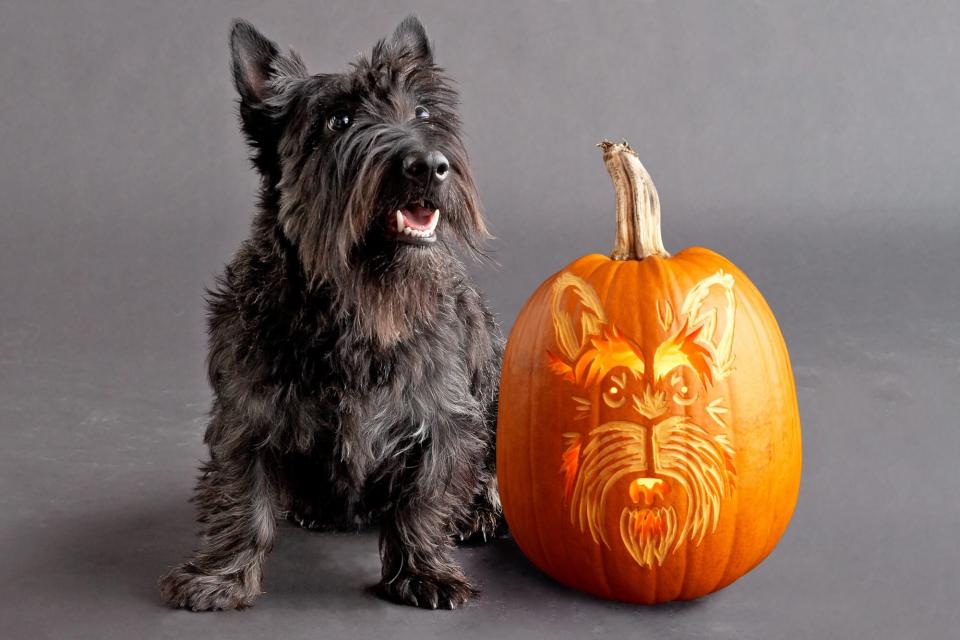 scottish terrier dog sitting next to carved orange pumpkin of a terrier face