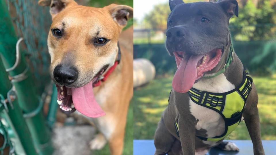 (Left to right) Caesar, a 2-year-old mixed breed, and Franco, a 7-year-old American Bulldog mix, are up for adoption at the Humane Society of Greater Miami.
