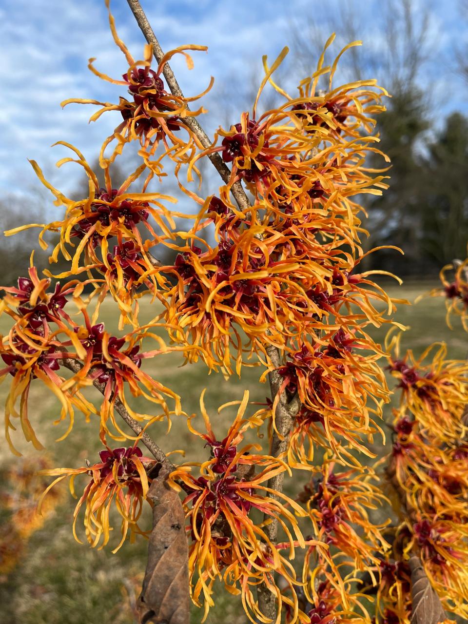 Aphrodite witch hazel is one of the best of the coppery colored witch hazels that blooms in February and March.
