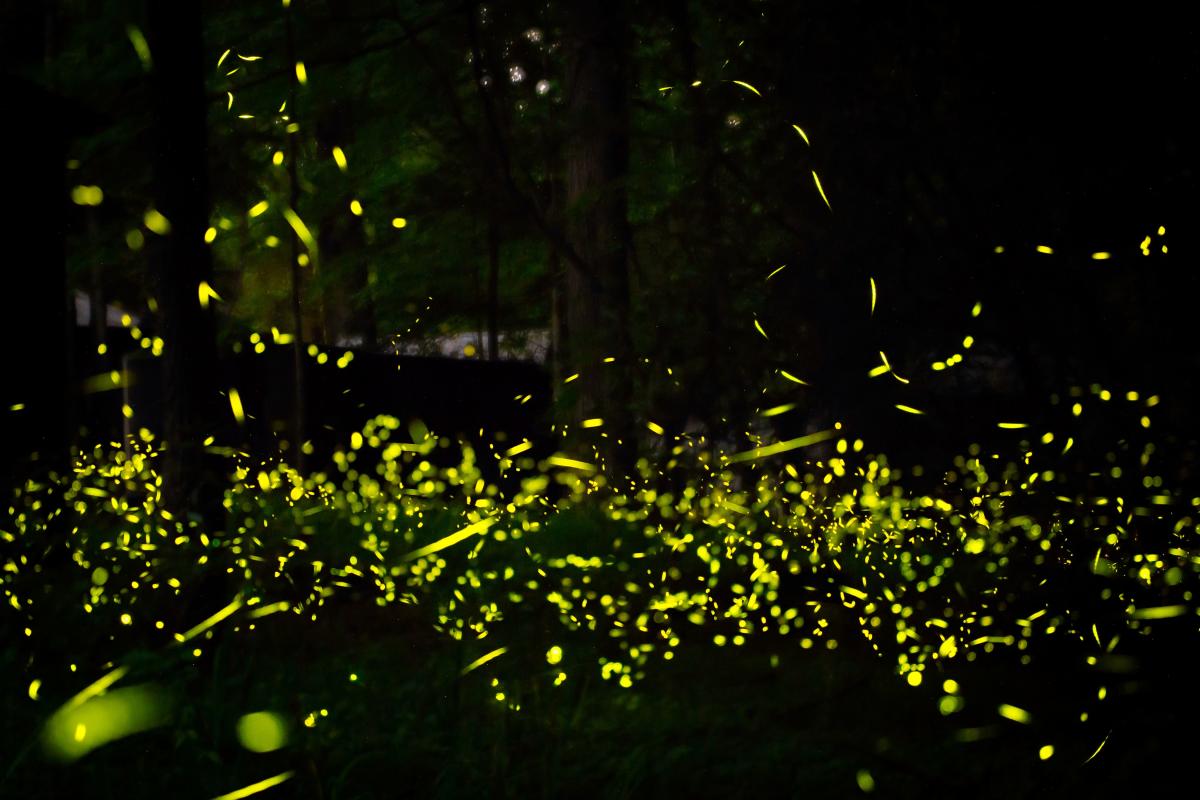 Great Smoky Mountains Fireflies Will Soon Put on the Most Amazing Light