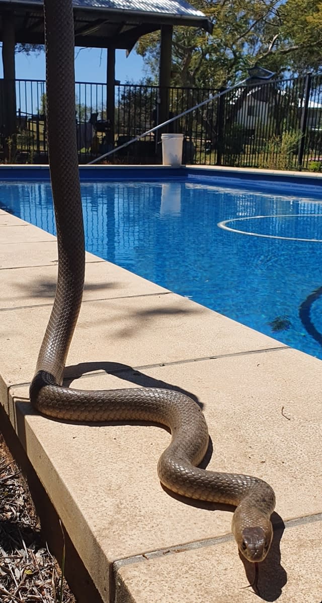 Pictured is the eastern brown snake after Andrew caught it.