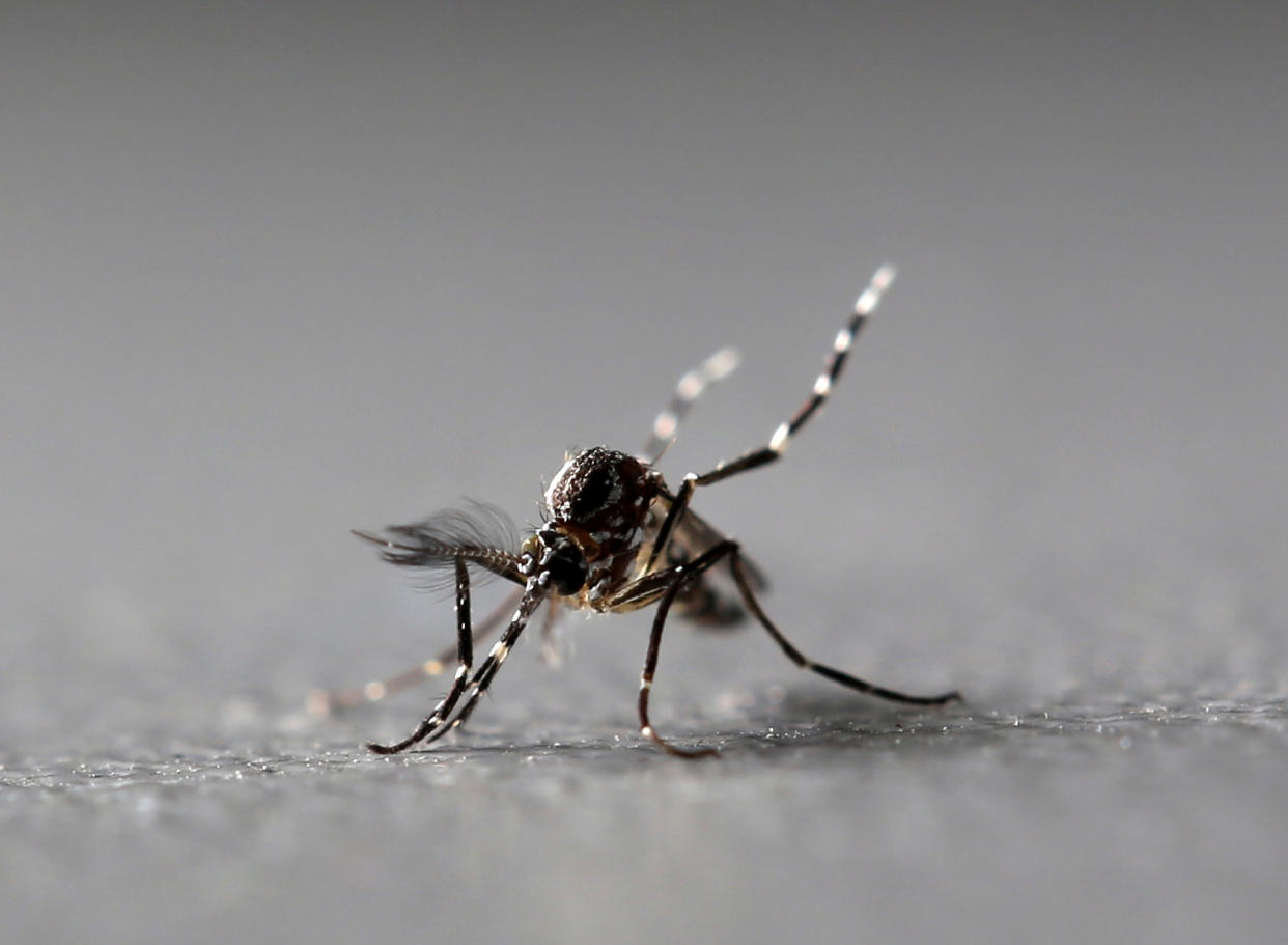 Genetically modified male Aedes aegypti mosquitoes are pictured at Oxitec factory in Piracicaba, Brazil, October 26, 2016.  REUTERS/Paulo Whitaker