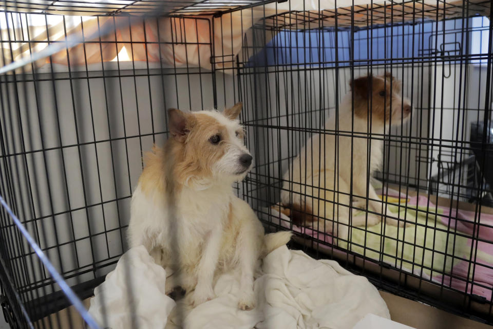 Parson Russell terriers, two of many terriers confiscated from a home in Kingwood, N.J., sit in a kennel at St. Hubert's Animal Welfare Center after being treated, Friday, June 14, 2019, in Madison, N.J. Law enforcement officers and animal welfare groups went to the Kingwood home Tuesday to remove the dogs, which were mostly Russell terriers. Officials said the animals seemed to have had limited human contact and minimal to no veterinary care. No charges have been filed, but officials say they're continuing to investigate. (AP Photo/Julio Cortez)