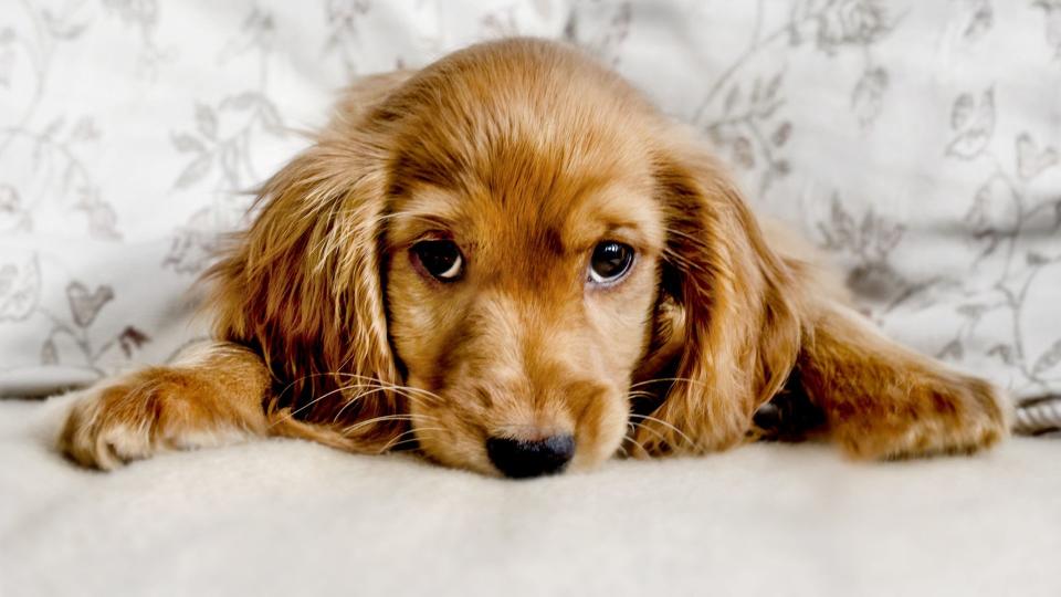 Cocker spaniel