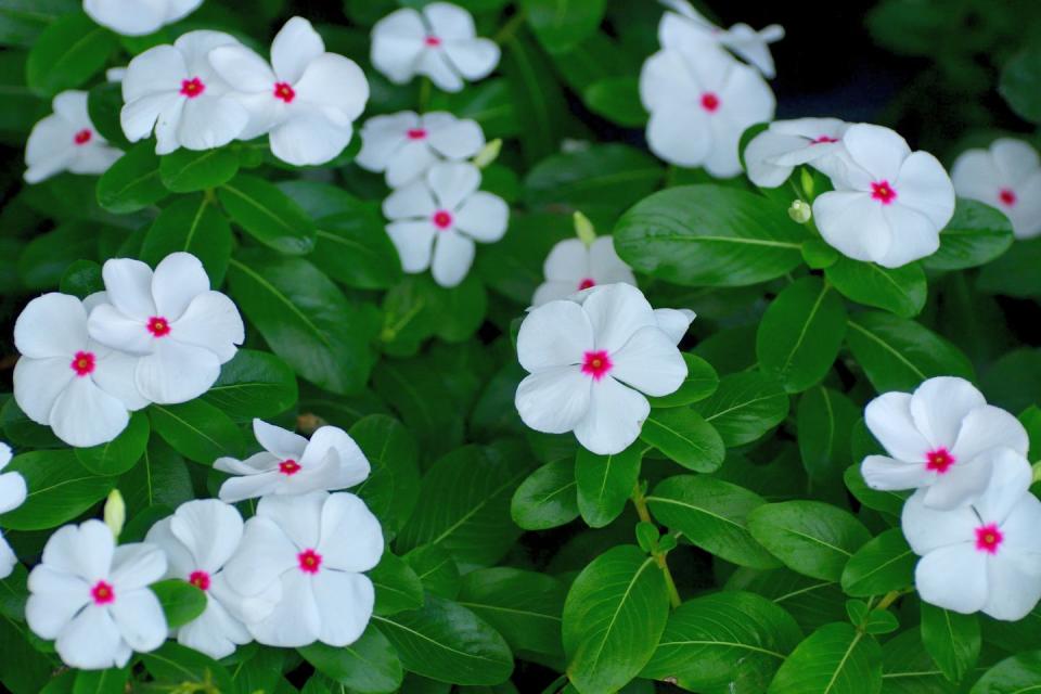 best white flowers vinca