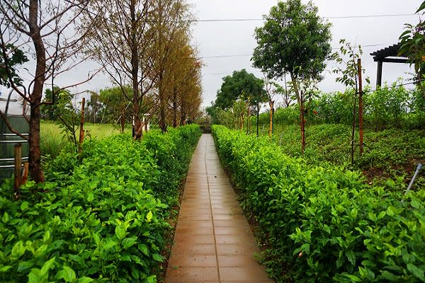 步道周圍種植多種灌木，使步道一片綠意盎然 (圖／林口區公所)