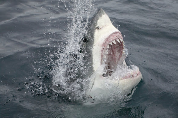 Teen killed in great white shark attack in Australia