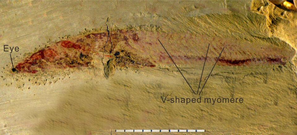 A nearly complete specimen of <em>Haikouichthys</em> with the eye and zigzag-shaped muscle fibers called myomeres visible. This is one of many <em>Haikouichthys</em> fossils discovered in China. Dr. and Prof. Degan Shu, Shannxi Key Laborotory of Early Life and Envionment Department of Geology, Northwest University