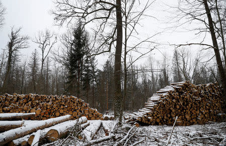 Logged trees are seen at one of the last primeval forests in Europe, Bialowieza forest, near Bialowieza village, Poland February 15, 2018. REUTERS/Kacper Pempel