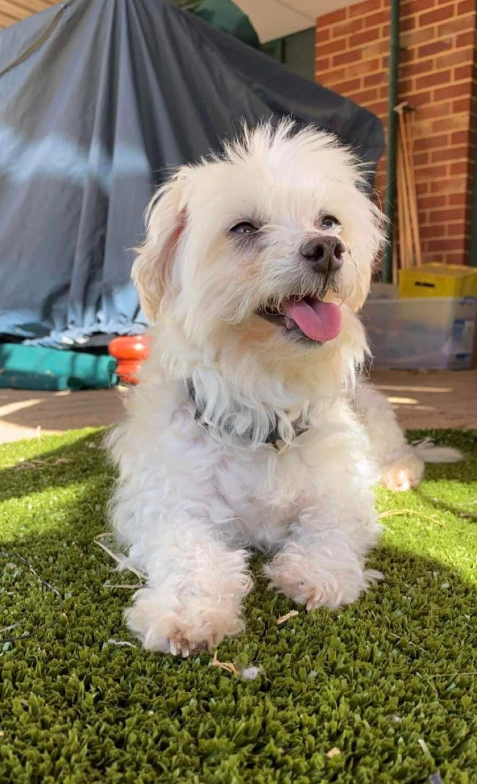 Princess, a 10-year-old dog, before officials say she was tossed off the second story of a parking garage by her owner. The dog was later euthanized.