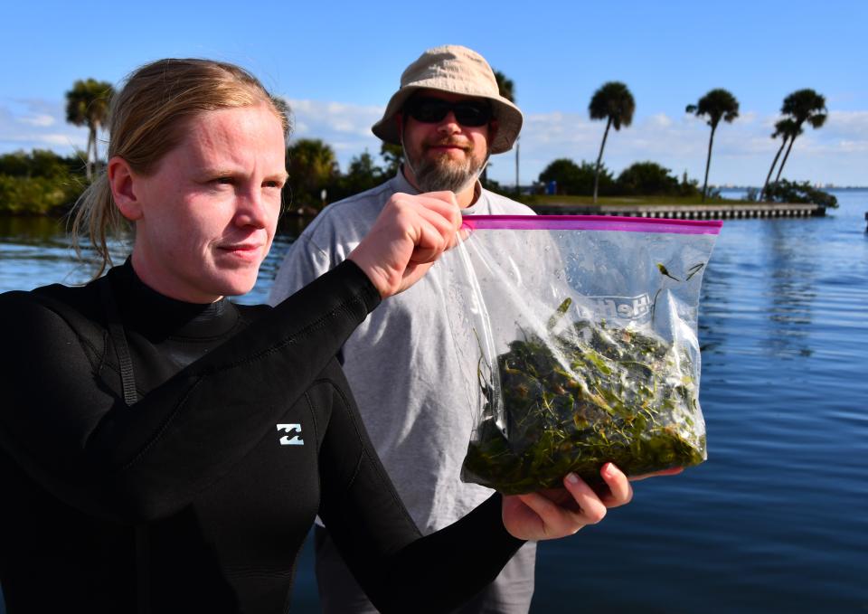 University of Florida graduate student Emily Griffin holds up a sample of the seagrass taken from the Indian River Lagoon in January of 2019. In the background is UF assistant professor John Bowden. A UF study published in May 2024 found high levels of PFAS "forever" chemicals in some Brevard soils. The researchers suspect reclaimed water is a major source of those chemicals.