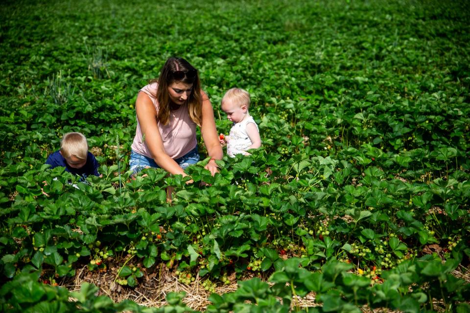 Heather Taylor (center), Sayre Taylor (right) and Broden Stegenga (left) pick strawberries together on Tuesday, June 14.